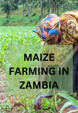 Maize farming in Zambia.